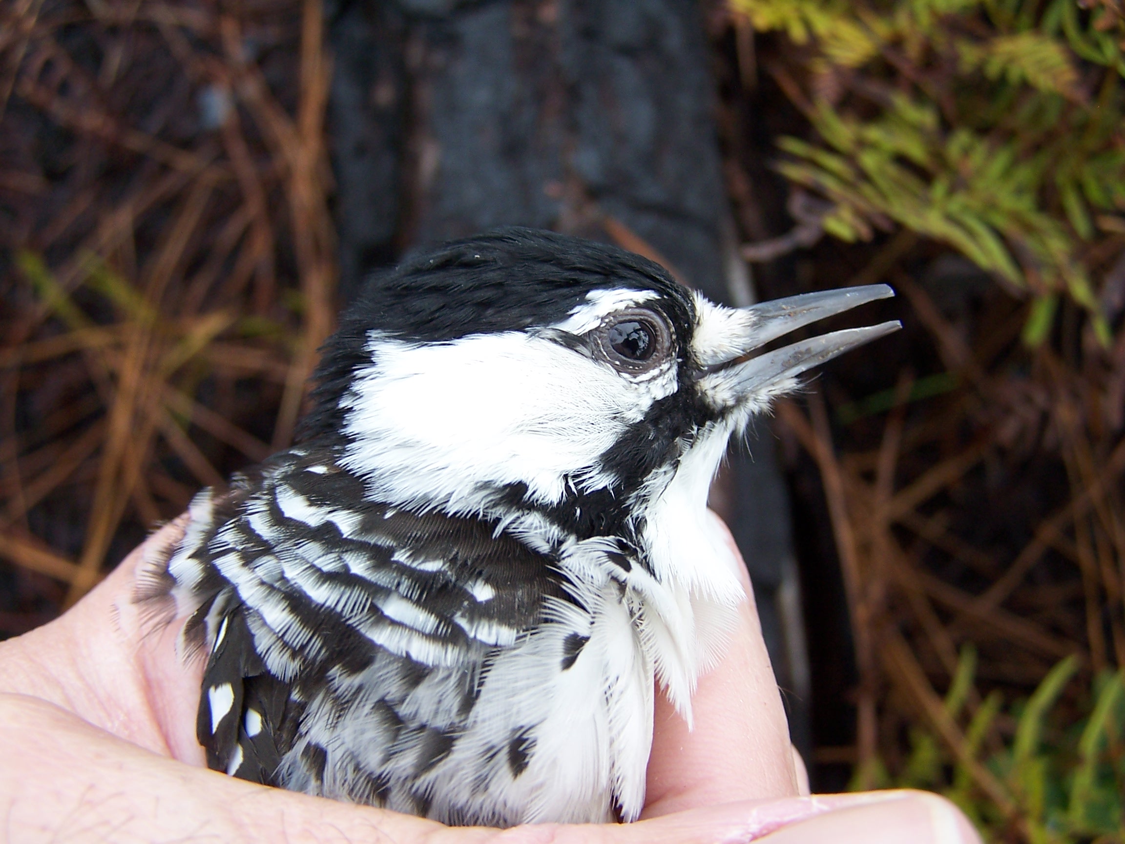 Eric Spadgenske holding a female Red-cockaded Woodpecker | FWS.gov